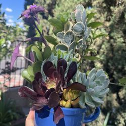 Beautiful Succulent 