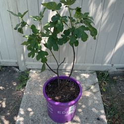 Chicago Hardy Fig Tree