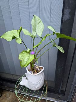 Syngonium podophyllum Arrowhead plant/Planta Arrowhead