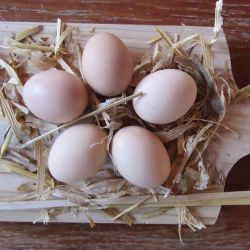 Huevos- 🥚 De Gallinas Brahma Gigante 