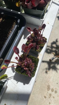 Venus fly trap( Dionaea muscipula) Red piranha/ Untricularia subulata