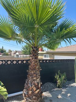 Mexican Fan Palm Tree 10 FT