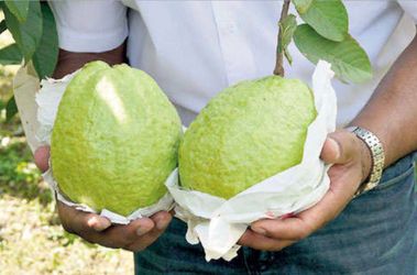 White Taiwanese guava trees 🌳 🤍