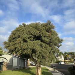 Trees And Palm Tree