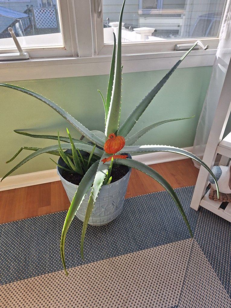 Aloe Vera Plant