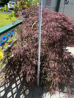 Japanese Maple