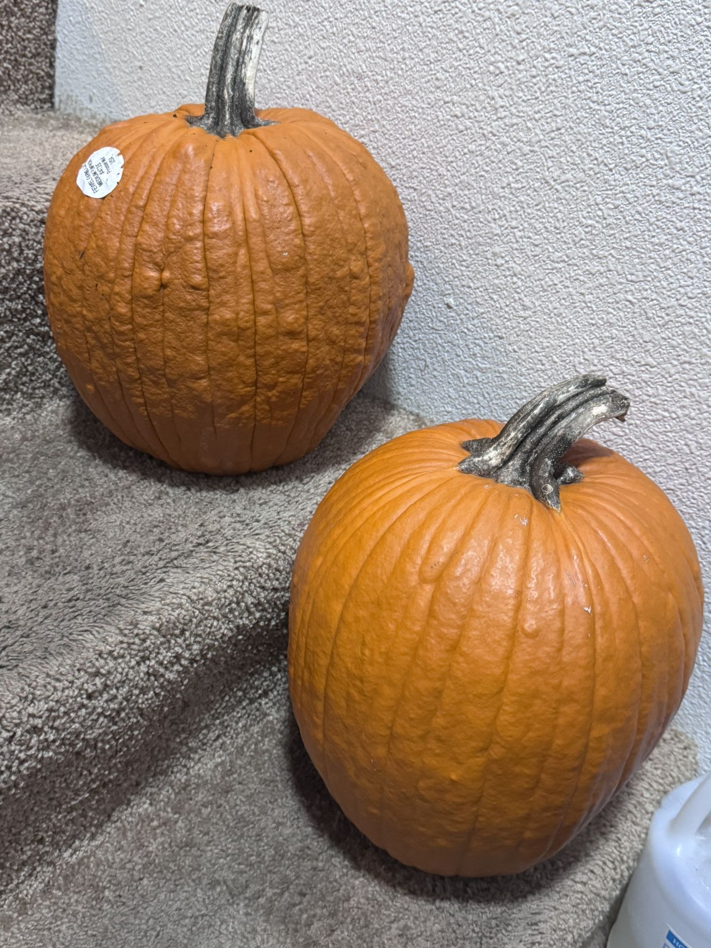 💥FREE💥 2 Pumpkins
