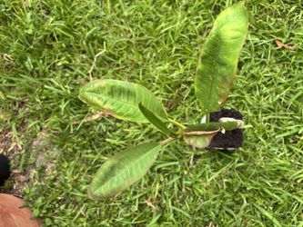 This small, color unknown, Plumeria / Frangipani Tree See All Pictures of # 4