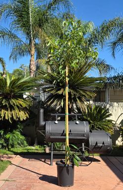 Hass Avocado self pollinating  grafted