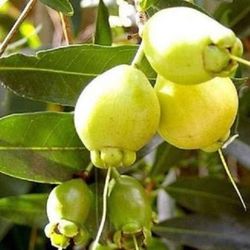 Rose Apple  Airlayered  Trees  3gal  Arboles  De  Pomarosa Injertados 3gal 