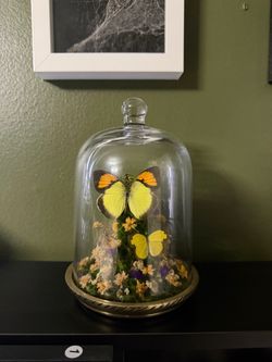 Butterfly Specimen Glass Cloche Display