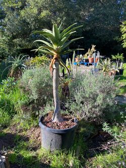 Hercules tree aloe in 20 gallon pot