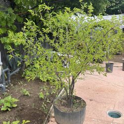 Plum Tree/ Árbol De ciruela