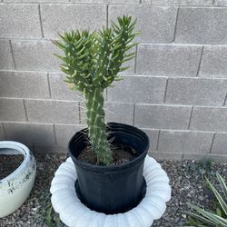 Rooted Pin Needle Cactus