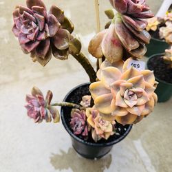 Echeveria purple delight varigated