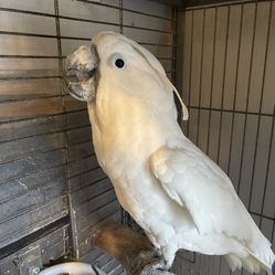 A Large Bird Cage & White Cockatoo 