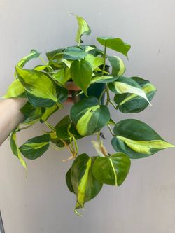 Philodendron Brasil Trailing House Plant 4” Pot