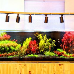 rotala super red