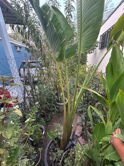 Planta