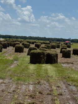 Bahia sod