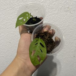 Rare Monstera Esqueleto (rooted 1 Leaf Cuttings)