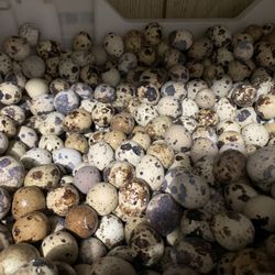 Tengo Aqui En Lindsay Ca