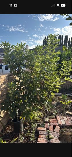 Fig tree