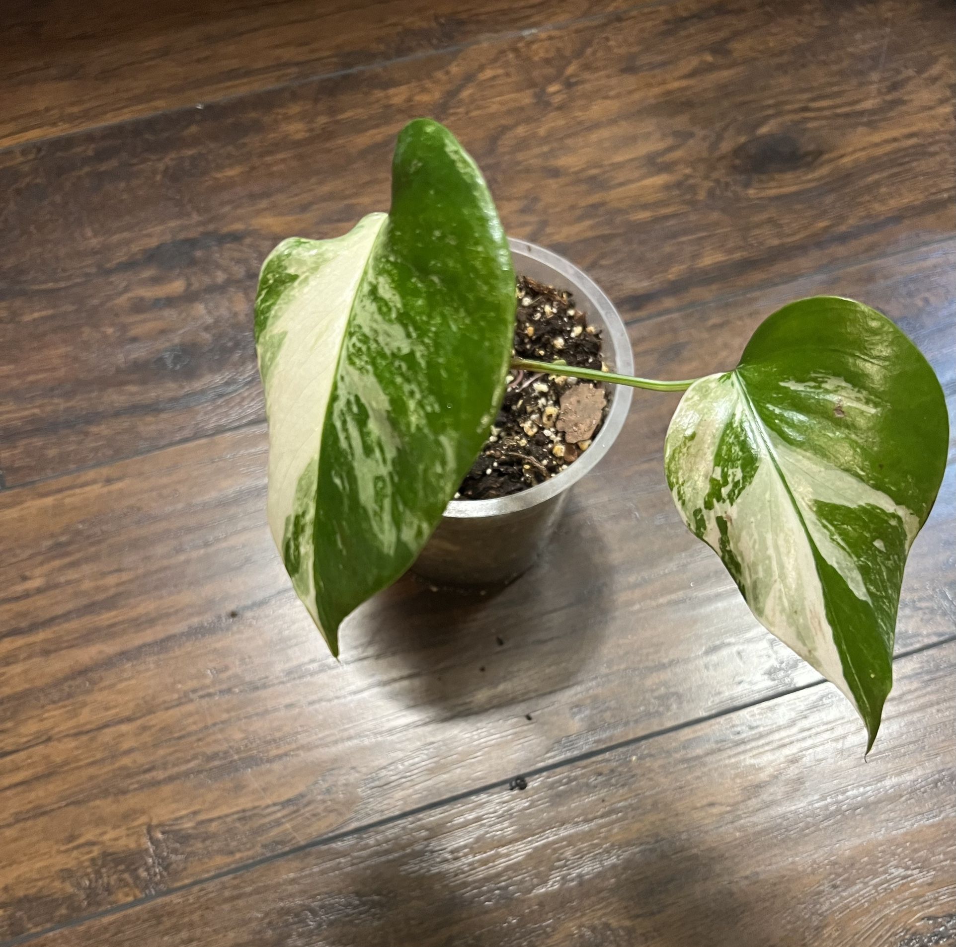 Variegated Monstera Albo Plant (pls Read Description Below)