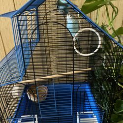 Bird Cage