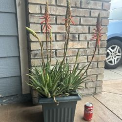 Succulent Plant 