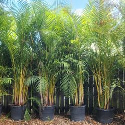 Spectacular Arecas Palms For Inmediate Privacy!!! 8 Feet Tall!!! Fertilized 