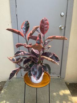 Ficus Elastica Ruby Rubber Tree House Plant 6” Pot