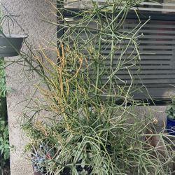 Large Firestick Plant / Succulent Mix in Planter Pot