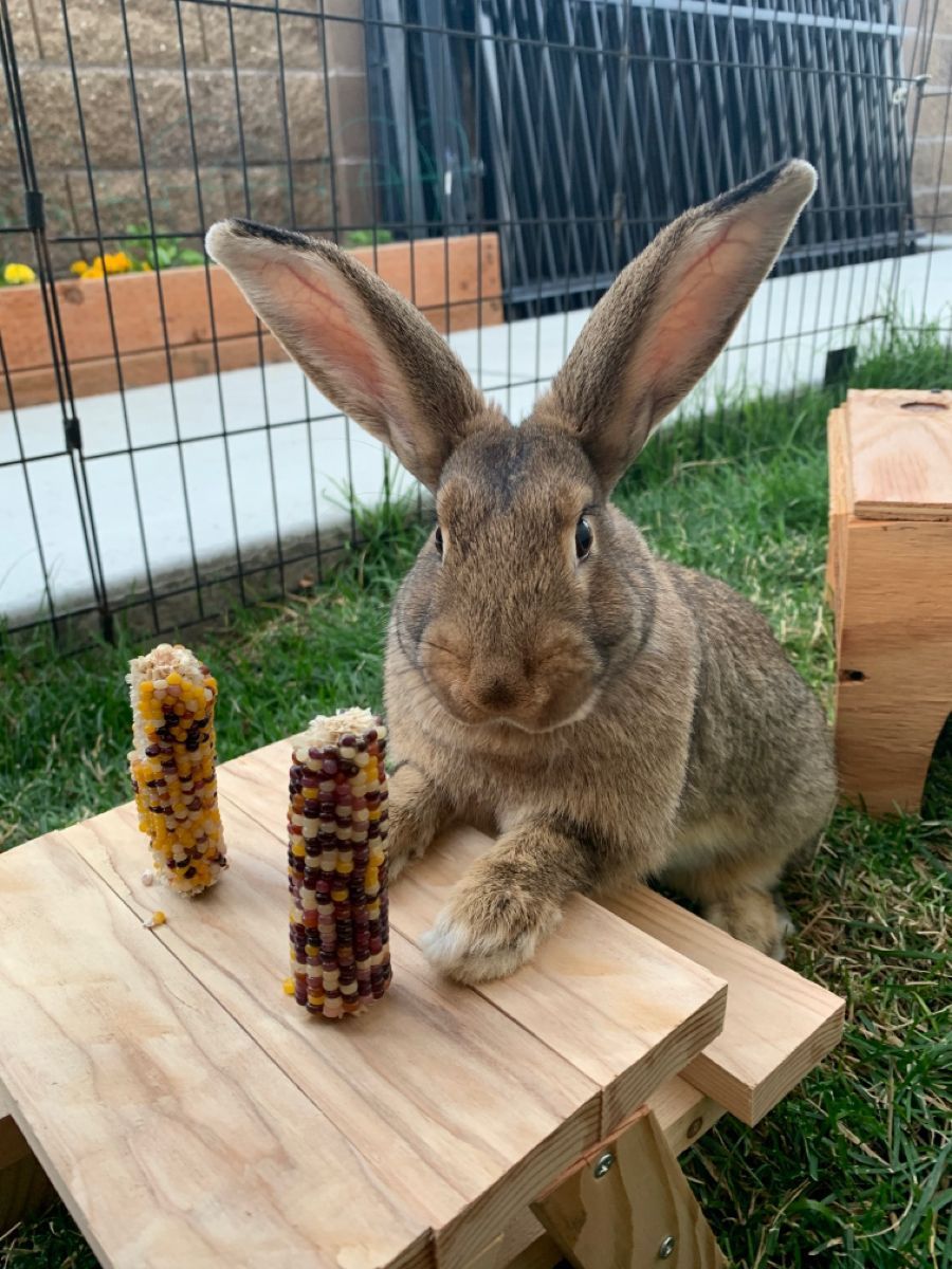 Bunny Picnic Table