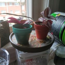 Flowers Pots