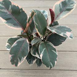 Ruby Ficus Rubber Tree.  Live plant comes in 6” nursery pot. ✅ profile for more 🪴
