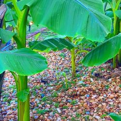 Banana tree