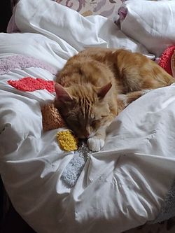All organic homemade cat food!