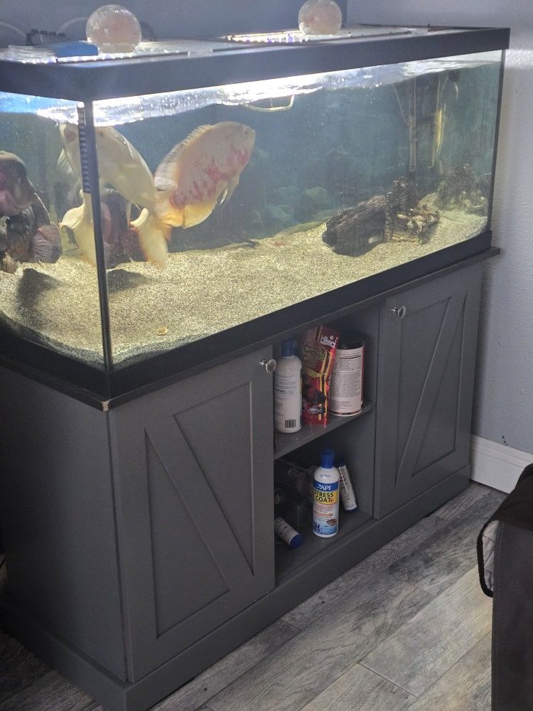 Fish And Tank For Sale