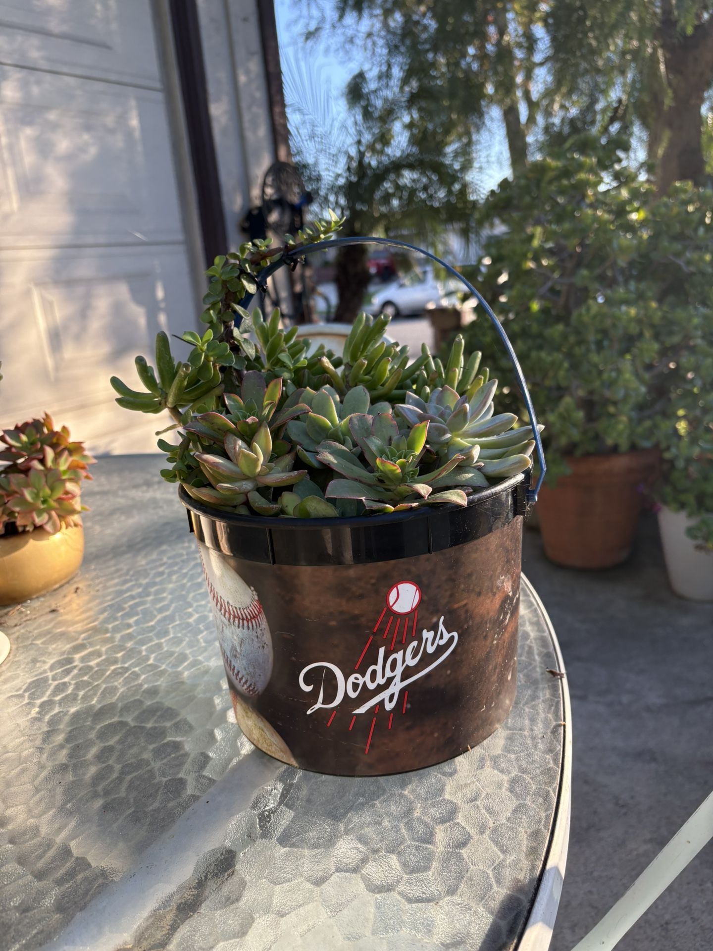 Dodgers Succulent Plant