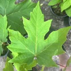 Bigleaf Maple (Acer macrophyllum) – Pacific Northwest Native
