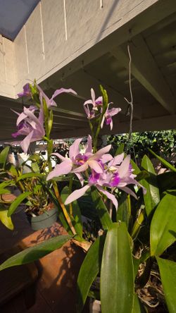 Orchid