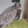 Tara