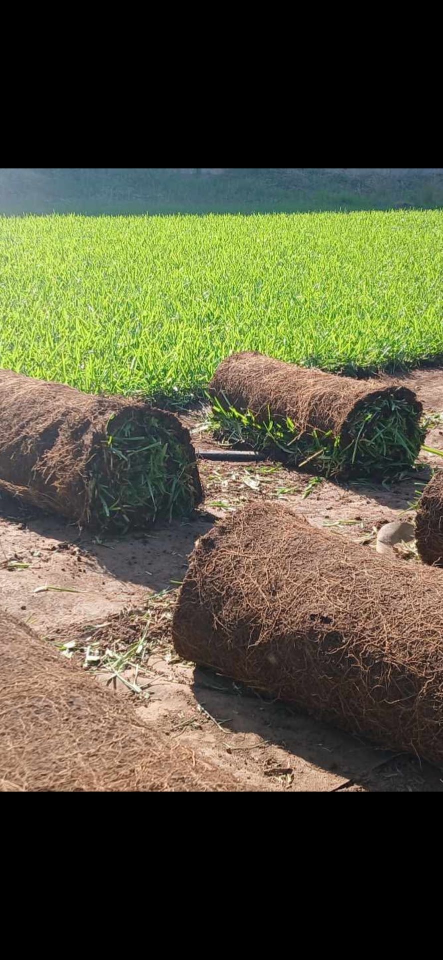 fresh sod