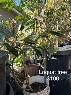 Loquat Trees, Already Flowering