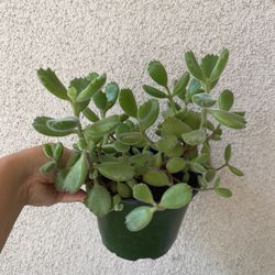 Beautiful Bear Paw Succulent Plant 6” Pot