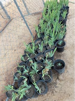 $3 gallon Purple Iris for sale