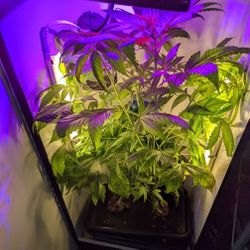 Dealzer Cash Crop 6.0 Grow Box