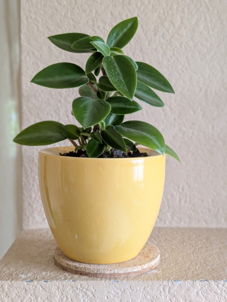 Healthy Beautiful Indoor Plant(Peperomia)