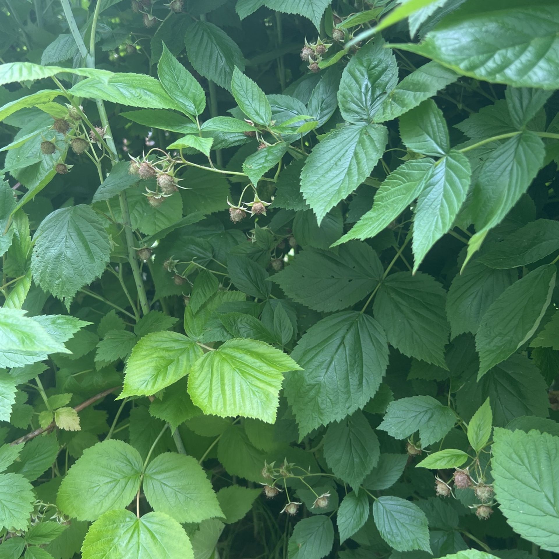 Raspberry Starsts 🌱